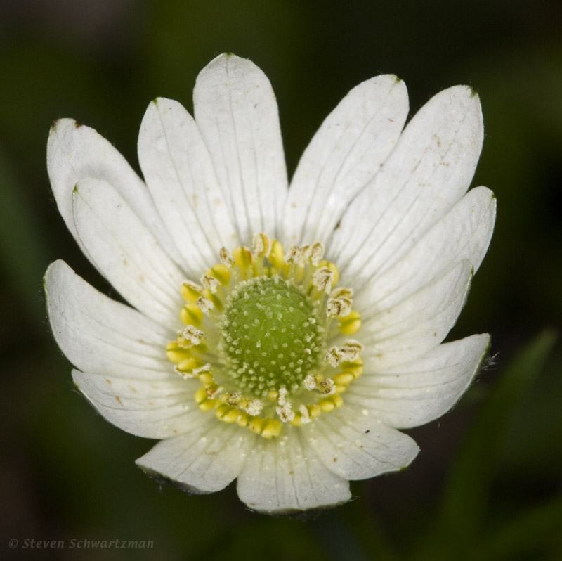 Anemone 03-29