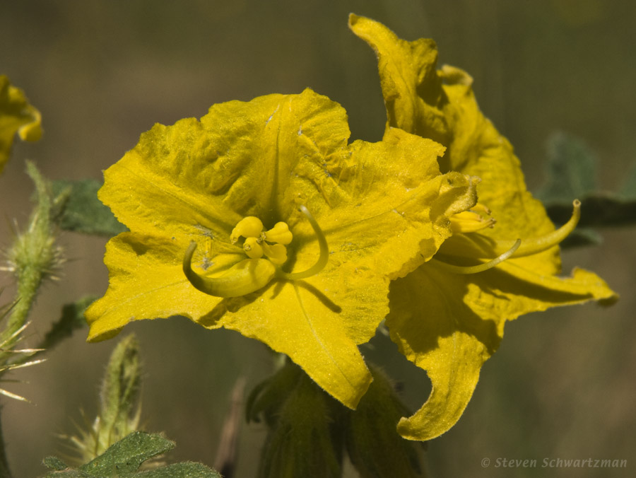 Buffalo Bur 09-25