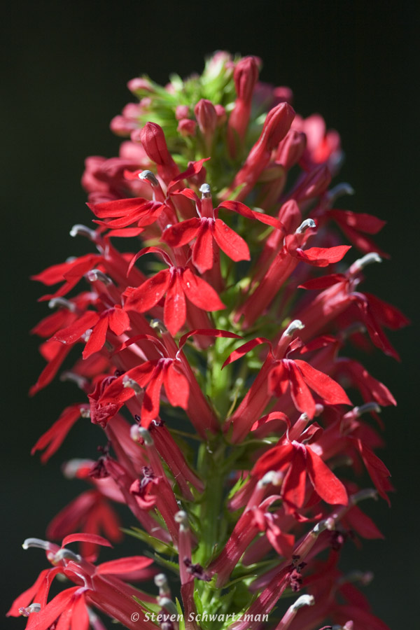 Cardinal Flower 09-25