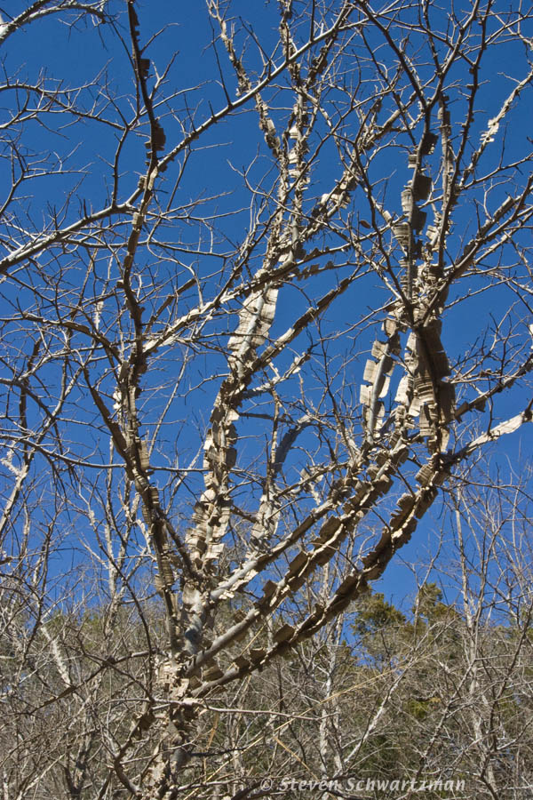 Cedar Elm 01-29