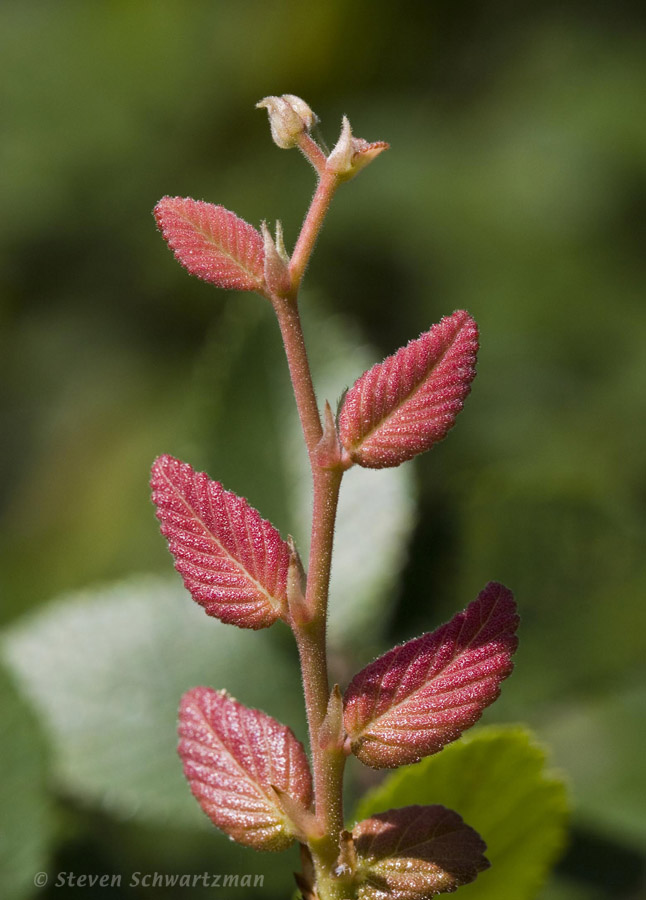 Cedar Elm 07-15