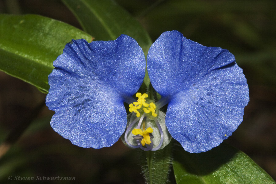 Dayflower 07-04