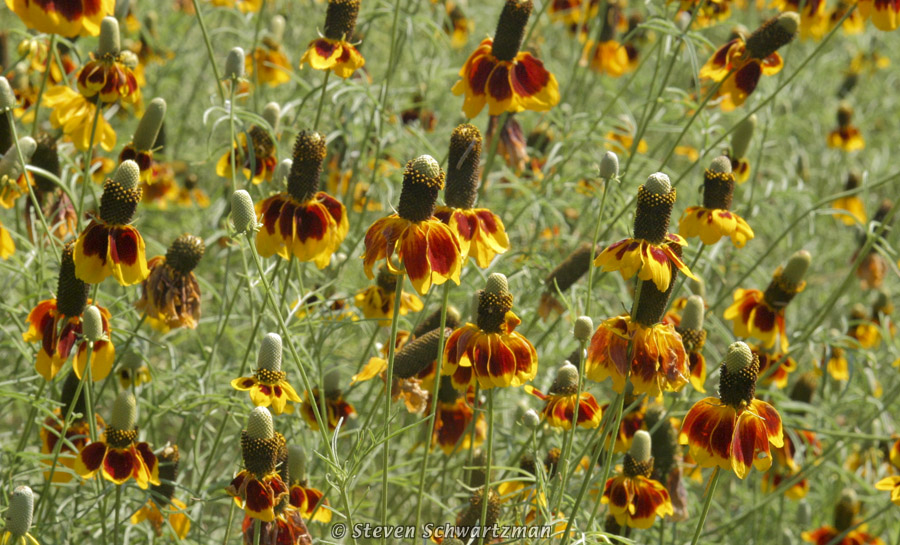 Mexican Hat 05-22