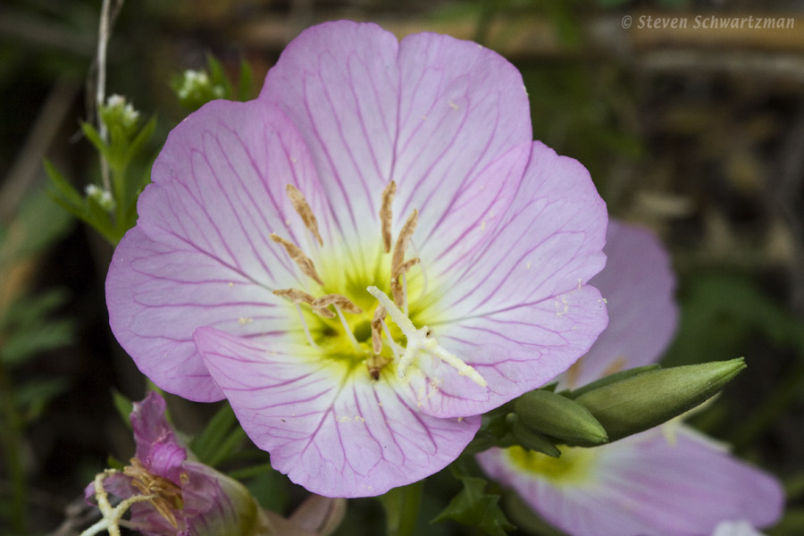 Pink Evening Primrose 0041