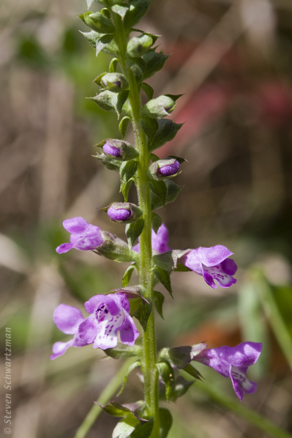 Prairie Brazoria 04-19