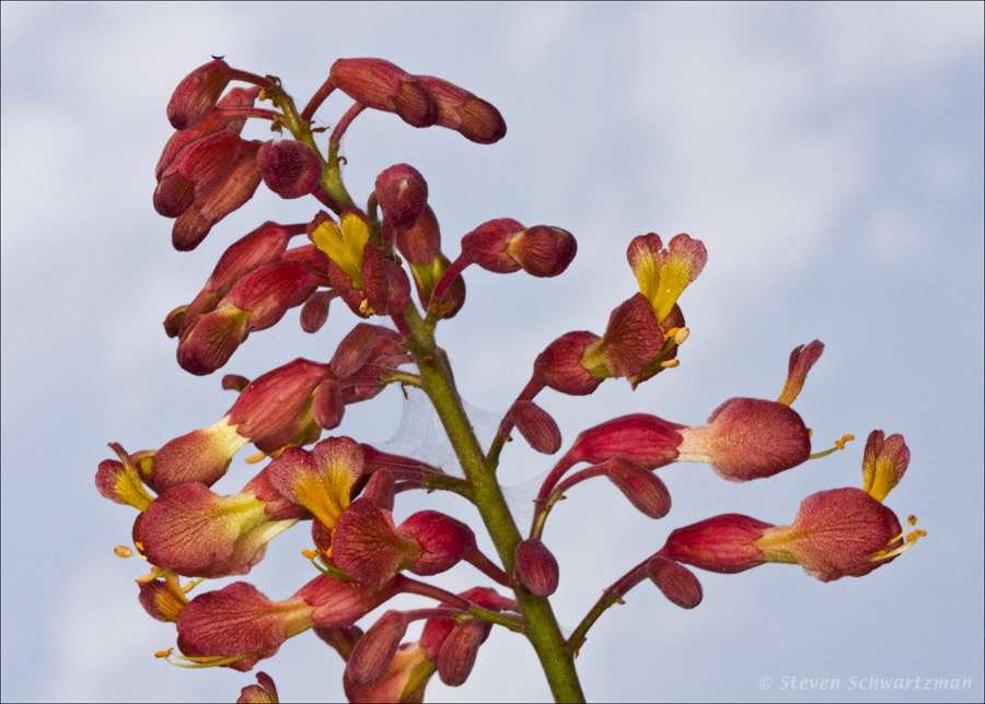 Red Buckeye 03-29