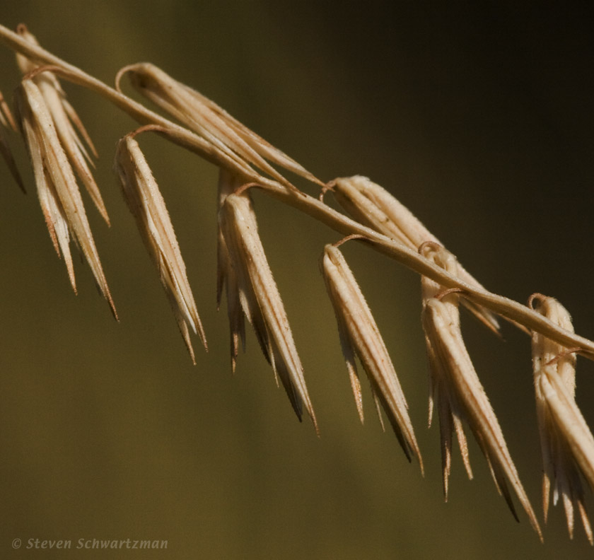 Side-Oats Grama 08-18