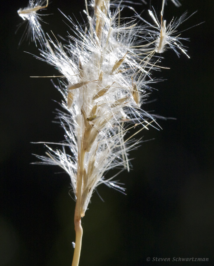 Silver Bluestem 06-05