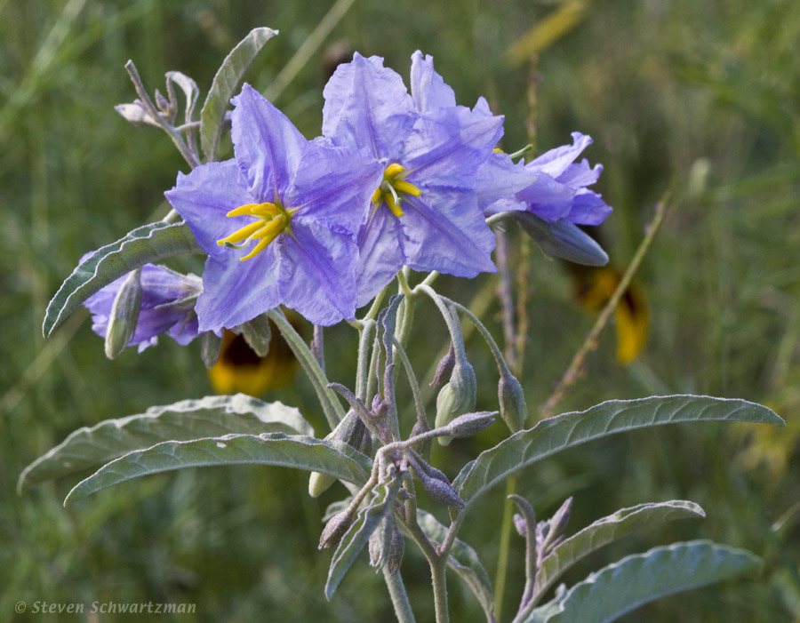 Silverleaf Nightshade 0053