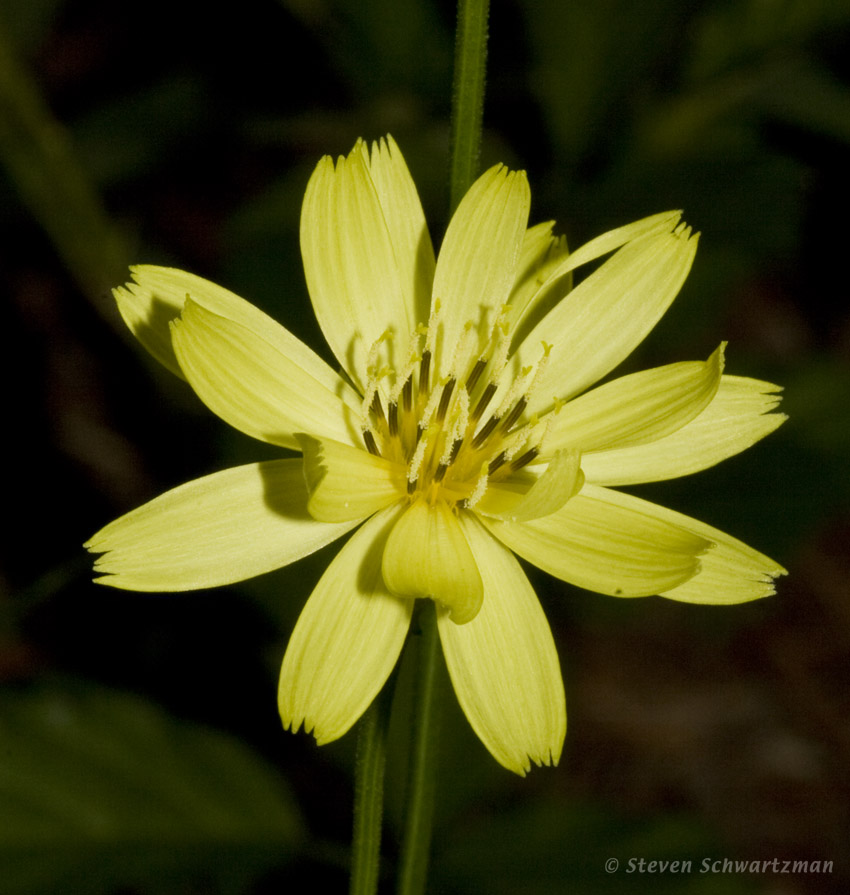 Texas Dandelion 07-04