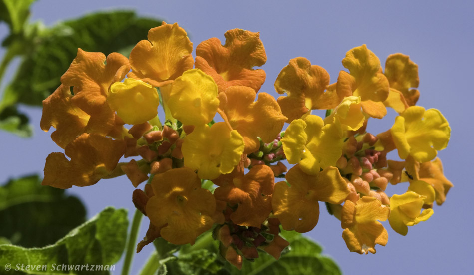 Texas Lantana 04-22