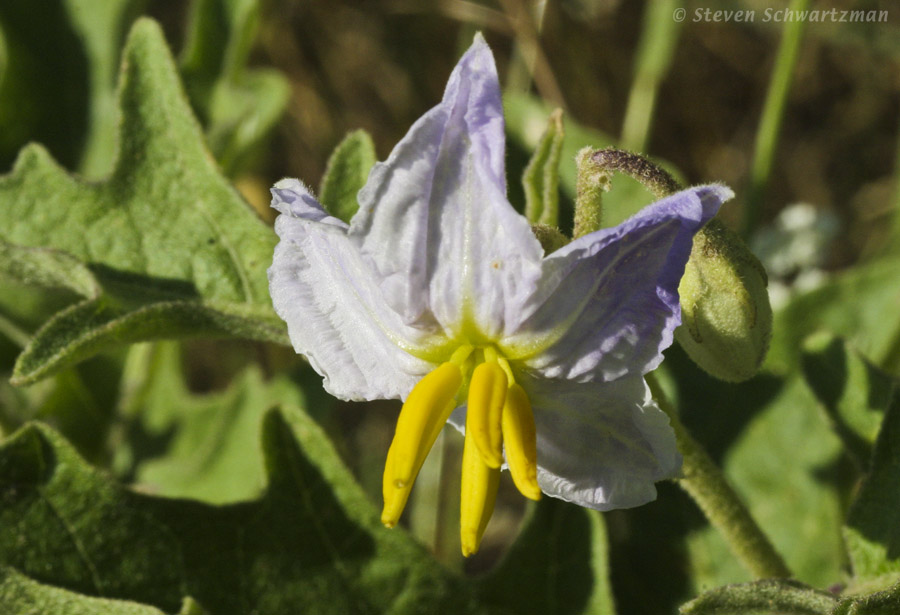 Western Horse-Nettle 05-22