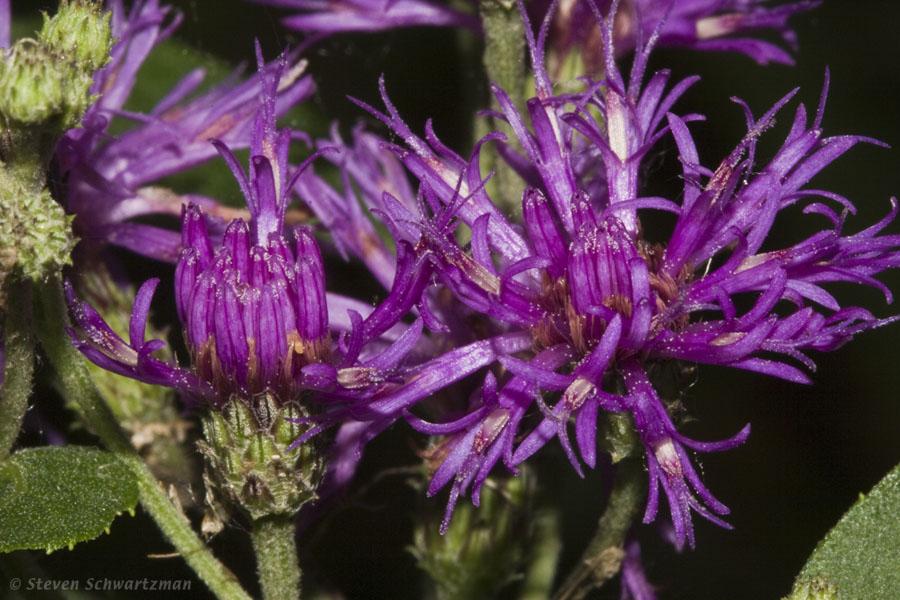 Western Ironweed 07-04