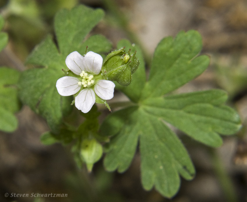 Wild Geranium 04-14