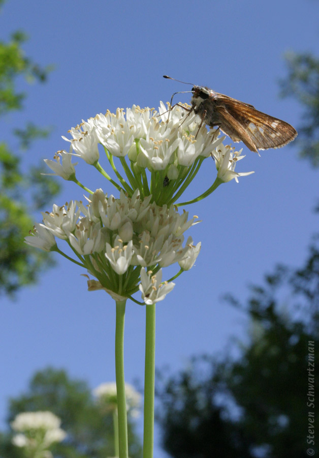 Wild Onions 04-23