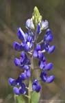 Bluebonnet 03-19