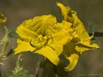 Buffalo Bur 09-25