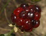 Dewberry Berry 05-07
