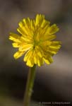 Dwarf Dandelion 06-05