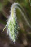 Heller's Plantain 04-19