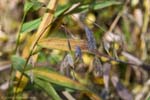 Inland Sea Oats 12-01