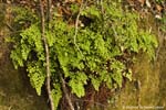 Maidenhair Ferns 11-12