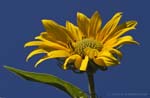 Maximilian Sunflower 09-25