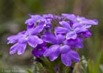 Prairie Verbena 03-29