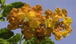 Texas Lantana 04-22