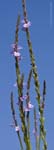 Texas Vervain 04-22