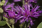 Western Ironweed 07-04