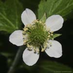 White Avens 05-07