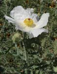 White Prickly Poppy 05-23