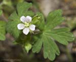 Wild Geranium 04-14